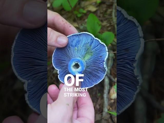 3 Unique Mushrooms you can Forage!