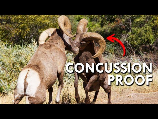 Bighorn Sheep Have Bubble Wrap Brains