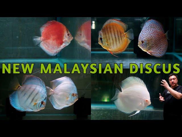 EPIC Malaysian Discus Haul! Red Ghosts, Show Fish, Cobalt Blues, Super Panthera, Eruptions & More!