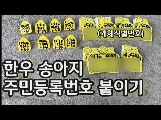 (웅부장) 한우 송아지 개체식별번호는 어떻게 붙여? ep.9