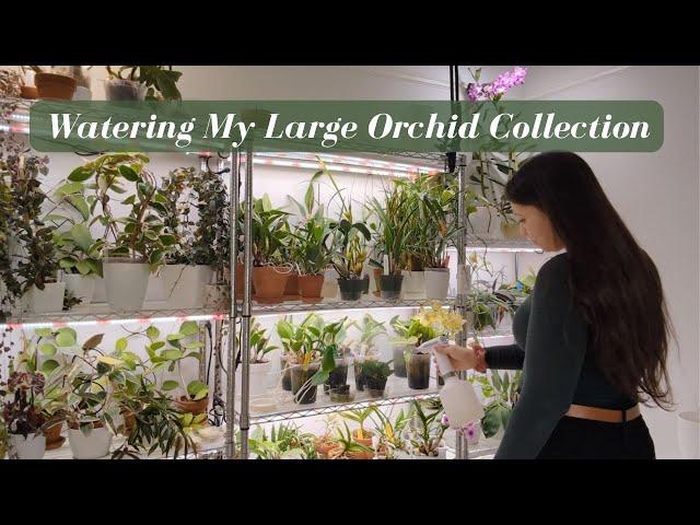 How I Water & Fertilize My Large Collection of 200 Orchids, Hoyas & Plants | Part 2