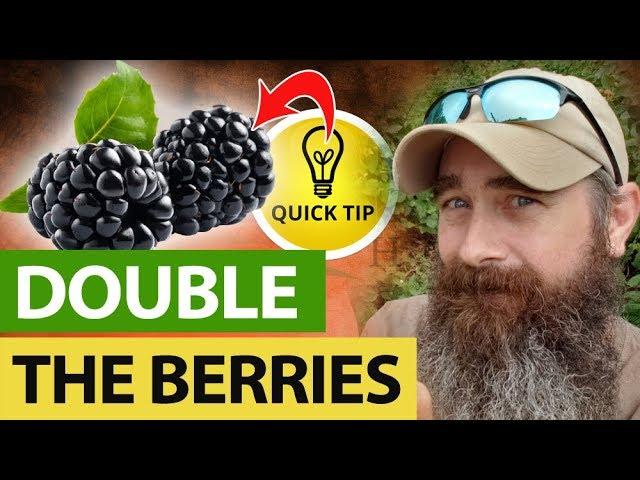 How I Double My Blackberries Every Year!