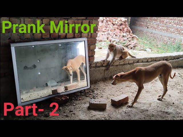 DogMirror Prank Hilarious Funny Response Part -2