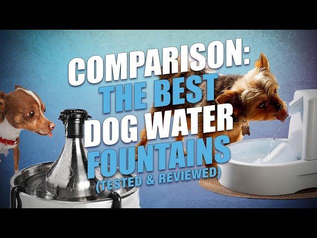 Top 10 Best Dog Water Fountains Review