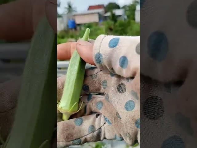 Harvesting in rural terrace garden 27.5: Enjoy rural life, gardening & nature #rurallife​ #nature​