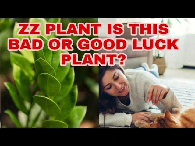 ZZ | WELCOME PLANT | GOOD OR BAD LUCK PLANTS