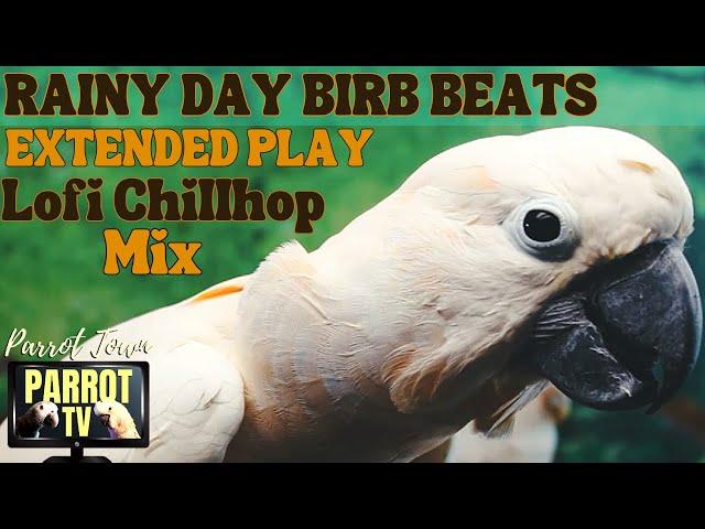 Rainy Day Birb Beats | Lofi Chillhop for Birds | 7+HRS EXTENDED PLAY | Parrot TV for Your Bird Room