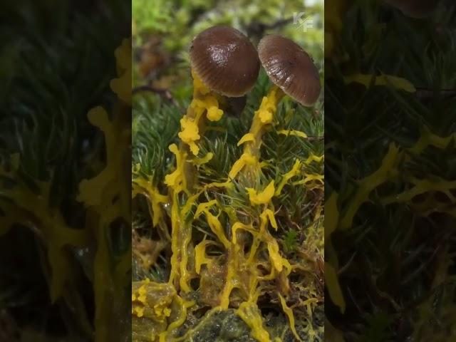 Невероятное создание - Слизевик