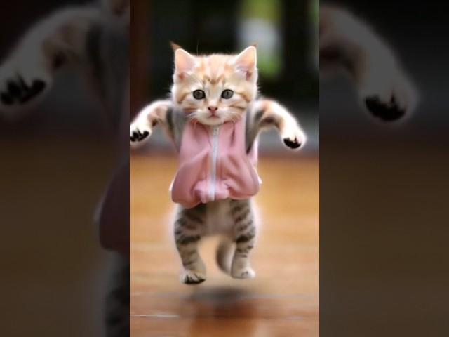 so funny cat videos  #cat #catlover #funnycat #shortvideo #shortsfeed #shorts #shortsvideo