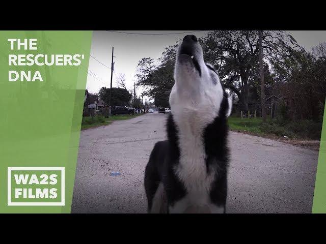 STARVING HUSKY PUPPY RESCUED by Forgotten Dogs! The Rescuers DNA - Hope For Dogs