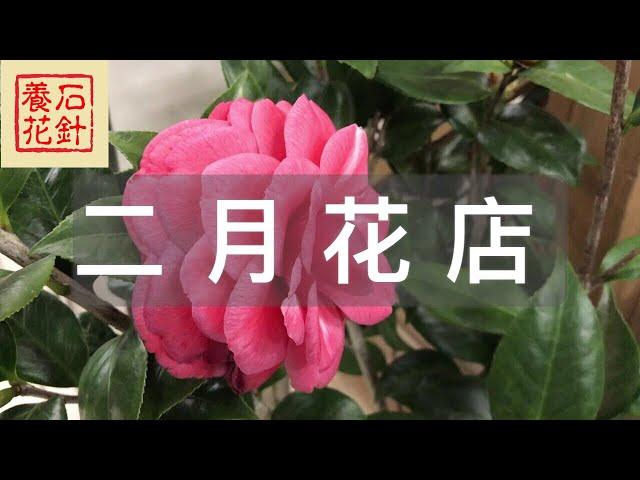 [石针养花]看看二月初Garden Centre的新鲜花