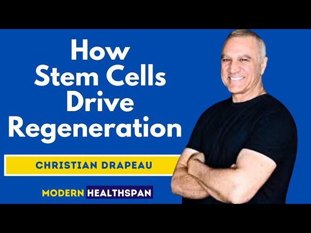 Stem Cells Support Your Regeneration to Extend Healthspan | Christian Drapeau Clips