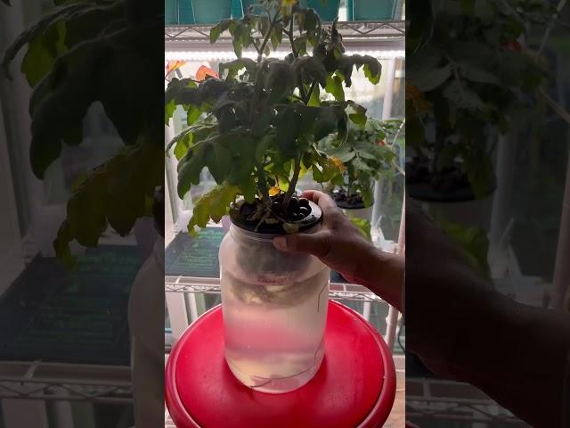 Up-Potting Hydroponics: Tomatoes  Larger Container  #gardening #indoorgarden