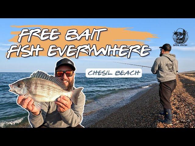 Chesil Beach Fishing Free Bait & Fish Everywhere! Sea Fishing on the Mighty Chesil Beach with Wayne