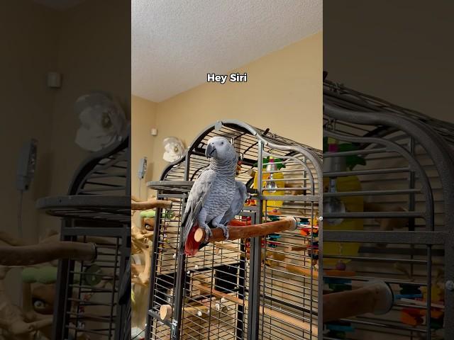 Gizmo’s at it again—told Siri to ‘squawk off’ Wow! #funnyparrot #bird #talkingparrot #parrot