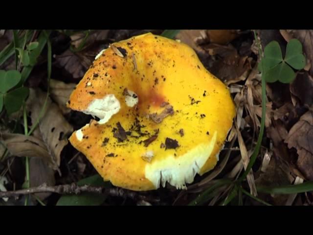 Russula aurea @ Conoscere i funghi 09.10.2015