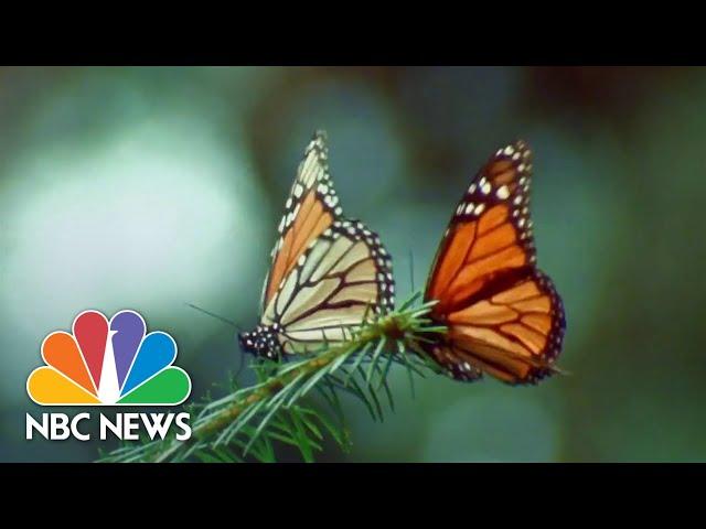 New efforts underway to protect dwindling monarch butterfly population