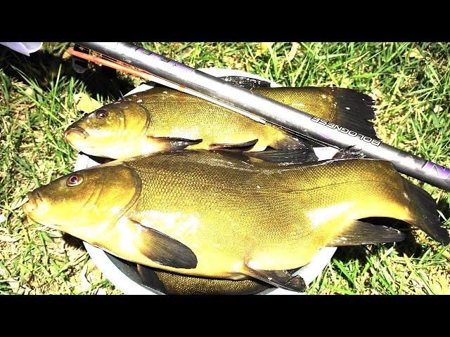 A TENCH MONSTER on a rural pond!!! Smashes the reeds - the fishing line rings! Fishing on a float