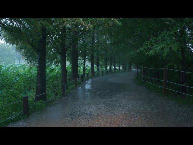 [Regenspaziergang] Metasequoia-Waldstraße in strömendem Regen, Yangpyeong Semiwon.