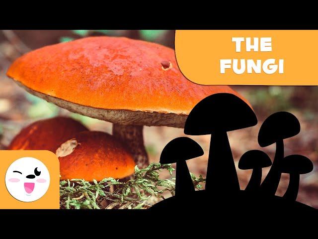 What are fungi? - The Fungi Kingdom for kids