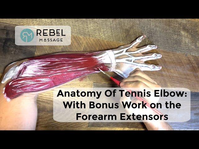 Anatomy Of Tennis Elbow: With Bonus Bodywork Tutorial