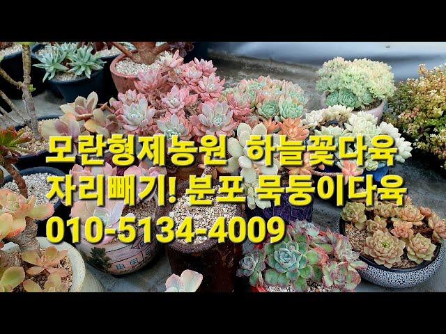 모란형제농원  하늘꽃다육 자리빼기! 분포 묵둥이다육 010-5134-4009