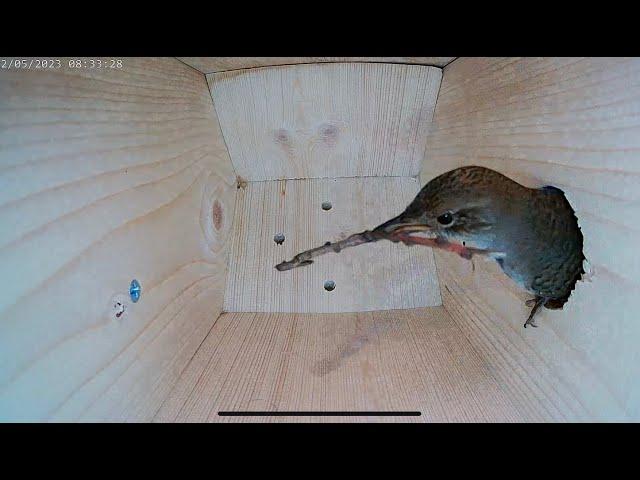 House Wren empty bird nest box to laying eggs and raising 6 chicks - Part 1