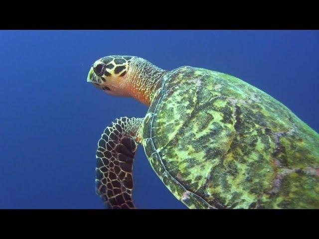 Tauchen auf Curacao (Diving Curacao)/Duiken op Curaçao