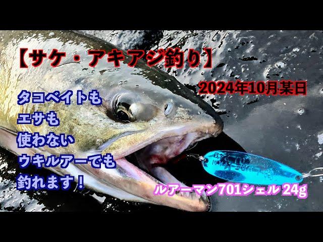 【サケ・アキアジ釣り】タコベイトもエサも使わないウキルアーでも釣れます！ルアーマン701シェル24g！2024年10月某日