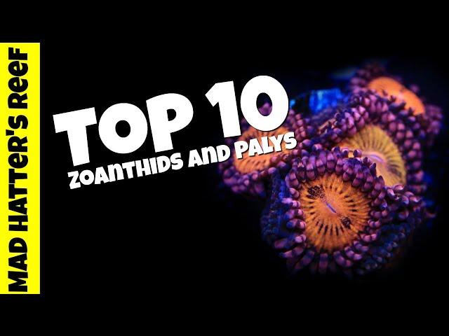 Top 10 Most Stunning Zoanthids and Palys