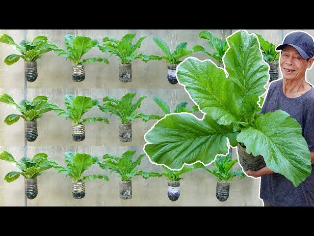 Growing Delicious Fresh Vegetables at Home, Gardening with TEO