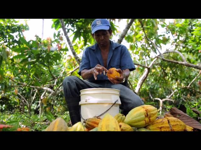 How cocoa farmers in Nicaragua are improving their incomes