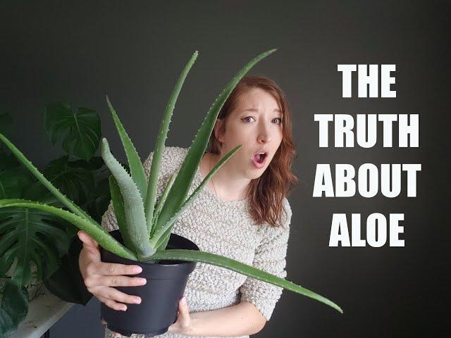 WHAT NO ONE TELLS YOU ABOUT ALOE / GROW AND CARE FOR ALOE VERA  / ALOIN IN ALOE BARBADENSIS GEL