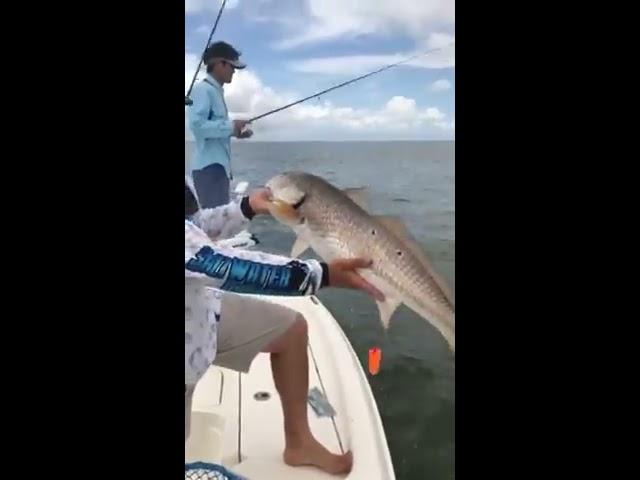 Using Vapor Shads to Catch Redfish!