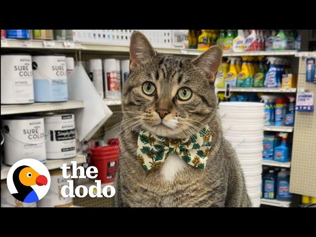 Everyone Has That One Coworker  | The Dodo Cat Crazy