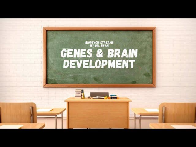 Lecture: Brain Development | Biological Psychology w/ Dr. Swan