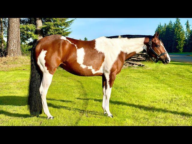 Jane Simone For Sale Western- 2019 APHA mare by John Simon