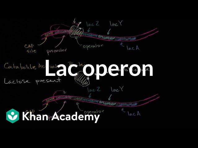 Lac operon