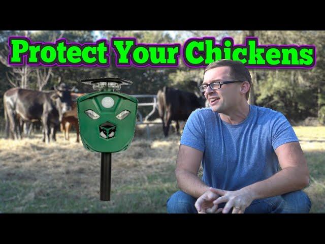 Predator Proof Your Chicken Coop With X Pest | Homesteading