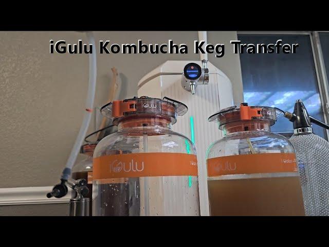 iGulu Kombucha Keg Transfer