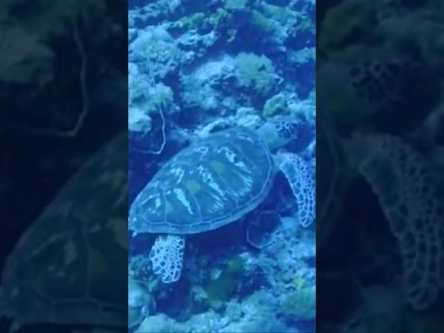  Palau has the BEST SCUBA in the world  🪸  #travel #digitalnomad #scubadiving #padi