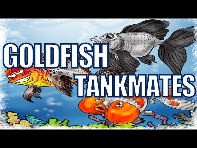 Goldfish Tank Mates | What Fish Can Live With Goldfish?