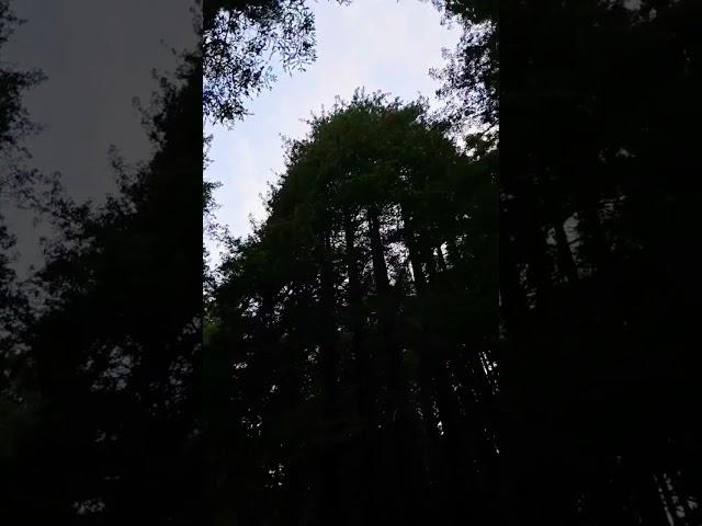 Nature Walk