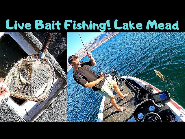 Live Bait Fishing, Lake Mead with SPECIAL GUEST!