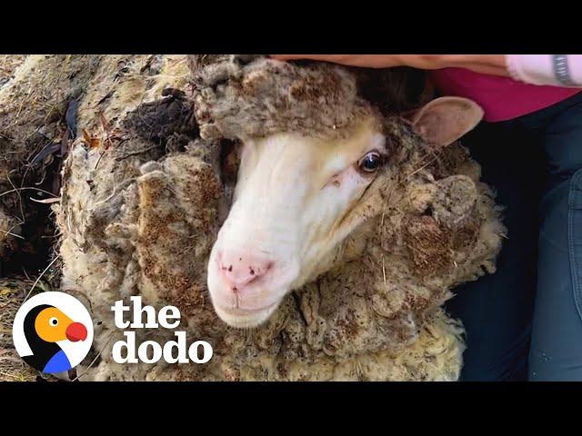 Sheep Buried Under 88 Pounds Of Wool Transforms | The Dodo