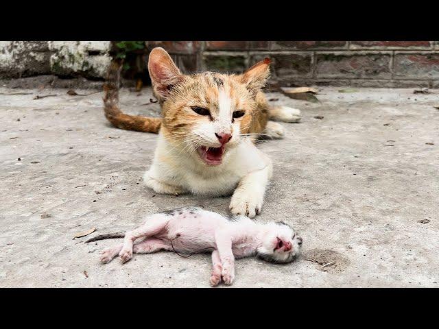 Man Saves Dying Baby Kitten After Crying Mother Cat Desperately Begs For Help