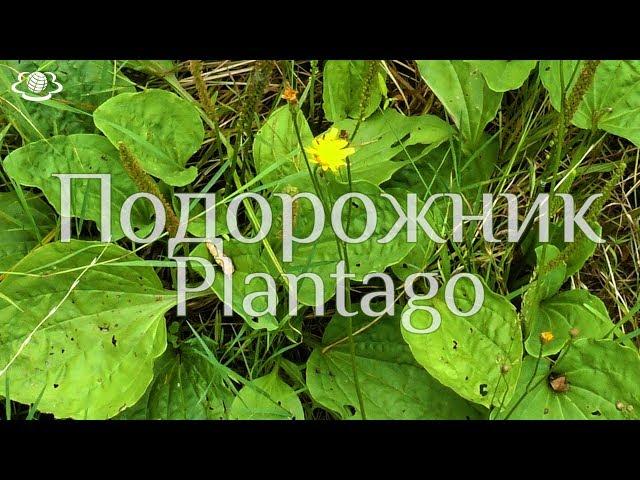 Подорожник. Plantago