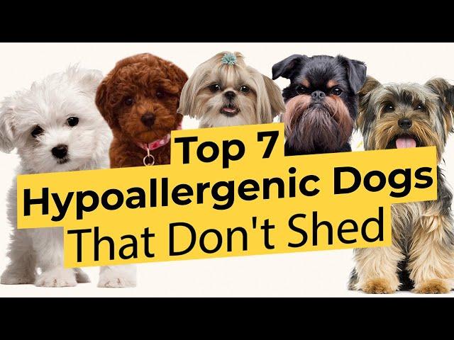 Top 7 Low Energy Hypoallergenic Dogs That Don’t Shed 