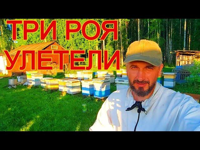 Как погасить роевые настроения/майский мёд/отводки/роение