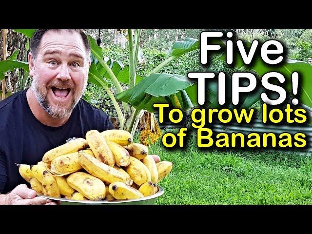 5 Tips How to Grow a Ton of Bananas in the Backyard